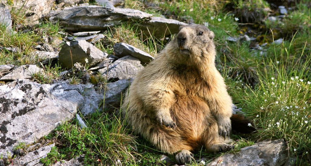 La Grange Aux Marmottes Viscos